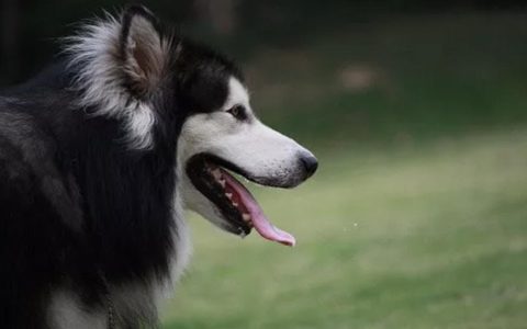 什么时候不能给狗狗洗澡？