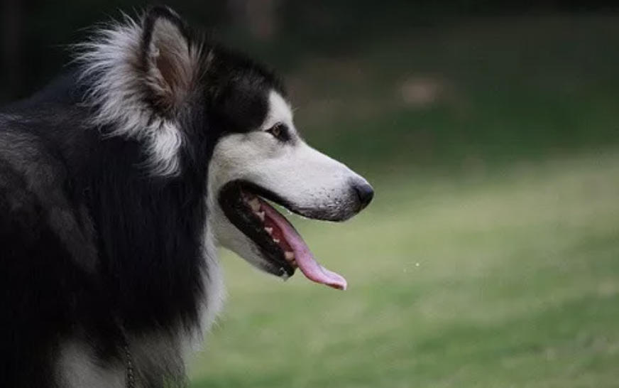 什么时候不能给狗狗洗澡？