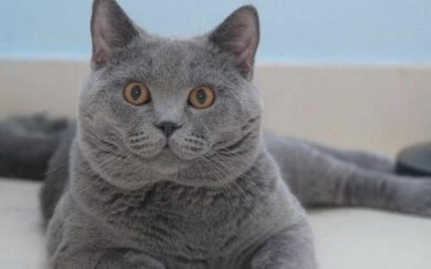 盘点古老的猫咪品种，个个都是“老顽童”！