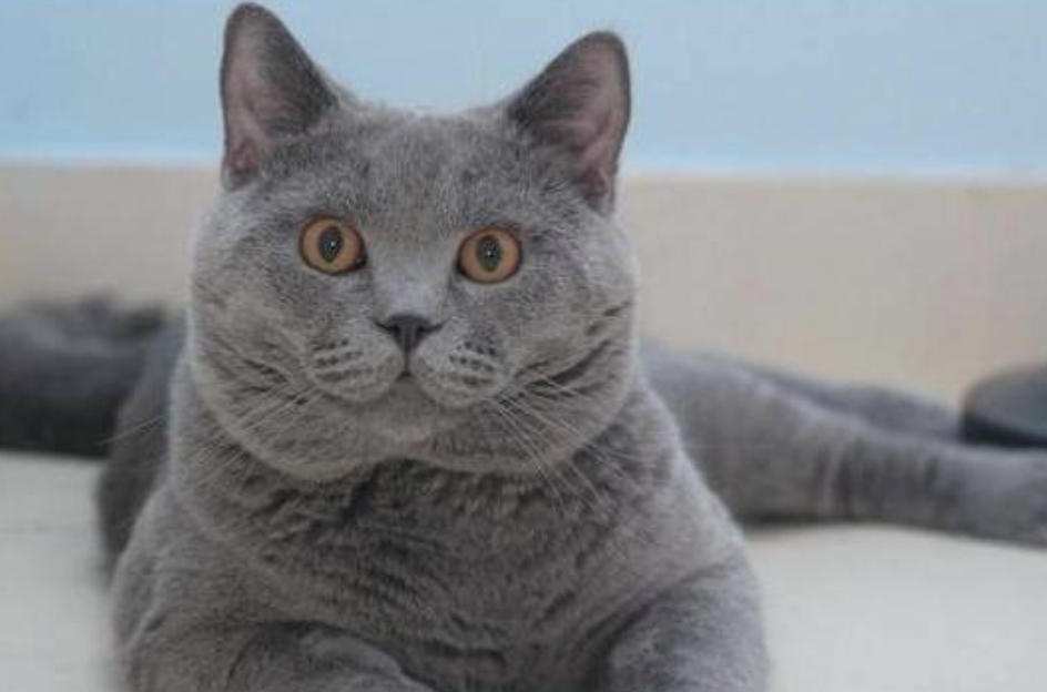 盘点古老的猫咪品种,个个都是“老顽童”!