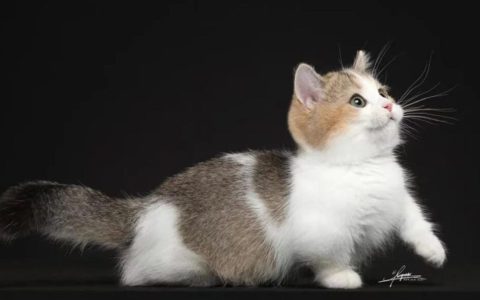 曼基康猫的品种标准（如何判断正品的曼基康猫？）