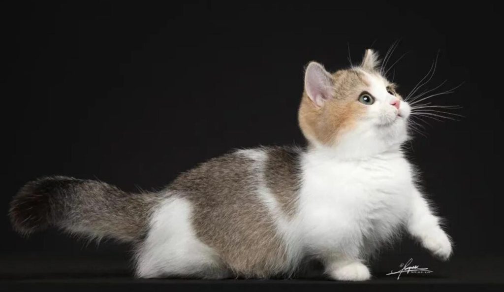 曼基康猫的品种标准(如何判断正品的曼基康猫?)