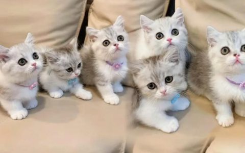 曼基康猫的优缺点：养之前你必须知道的这些真相