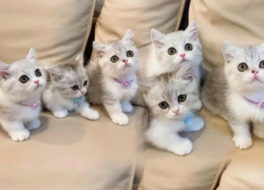 曼基康猫的优缺点:养之前你必须知道的这些真相