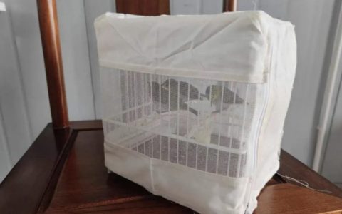 绣眼鸟的雏鸟该怎么养？（绣眼雏鸟的饲养指南）