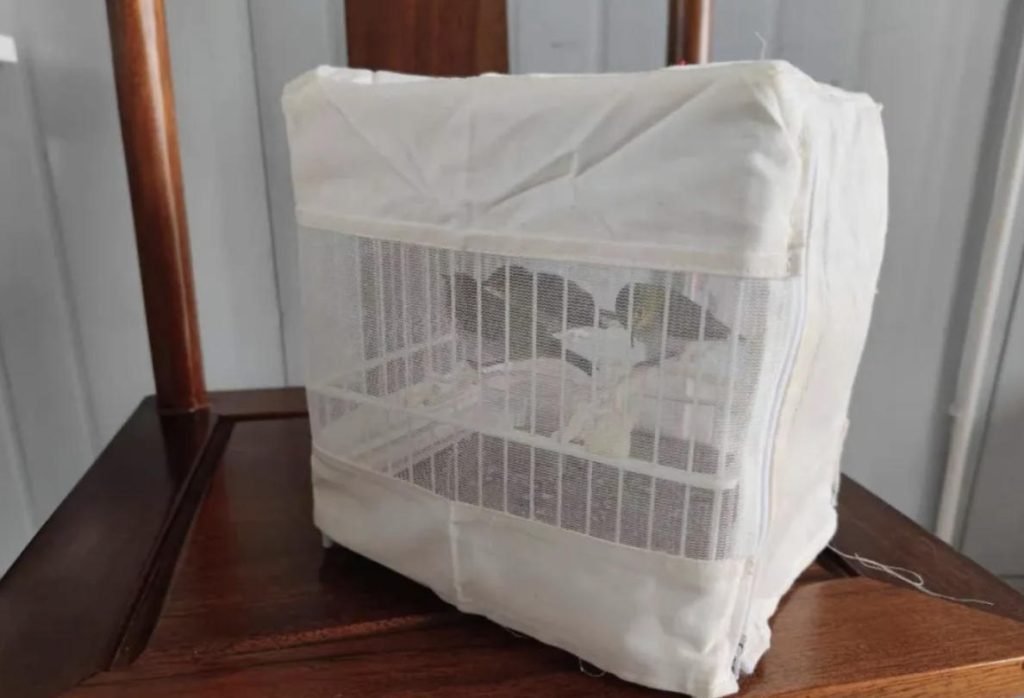 绣眼鸟的雏鸟该怎么养?(绣眼雏鸟的饲养指南)