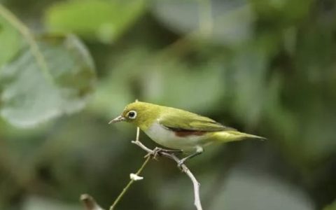 笼养鸟知识小库：红胁绣眼鸟的饲养方法，管理与调教