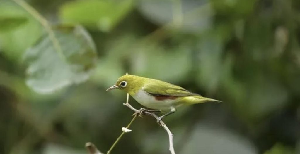 笼养鸟知识小库：红胁绣眼鸟的饲养方法，管理与调教