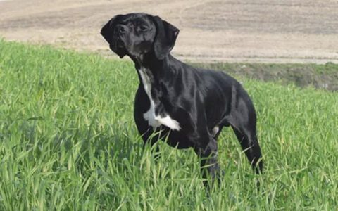 波音达猎犬是什么品种的狗狗？（波音达猎犬品种介绍）