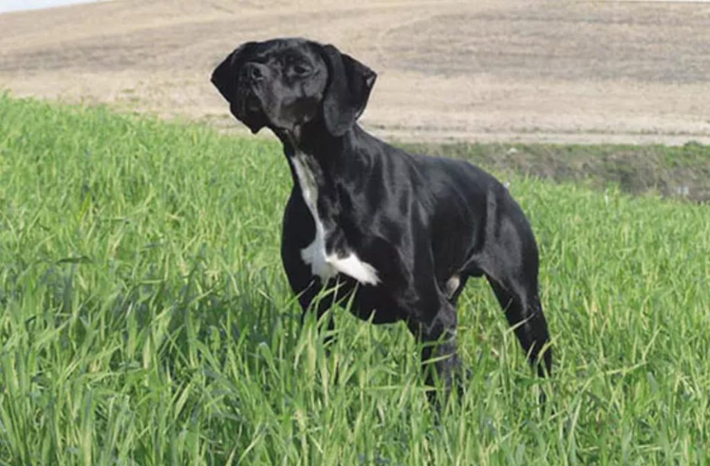 波音达猎犬是什么品种的狗狗？（波音达猎犬品种介绍）