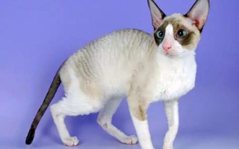 猫咪品种介绍：德国莱克斯猫的身体特征