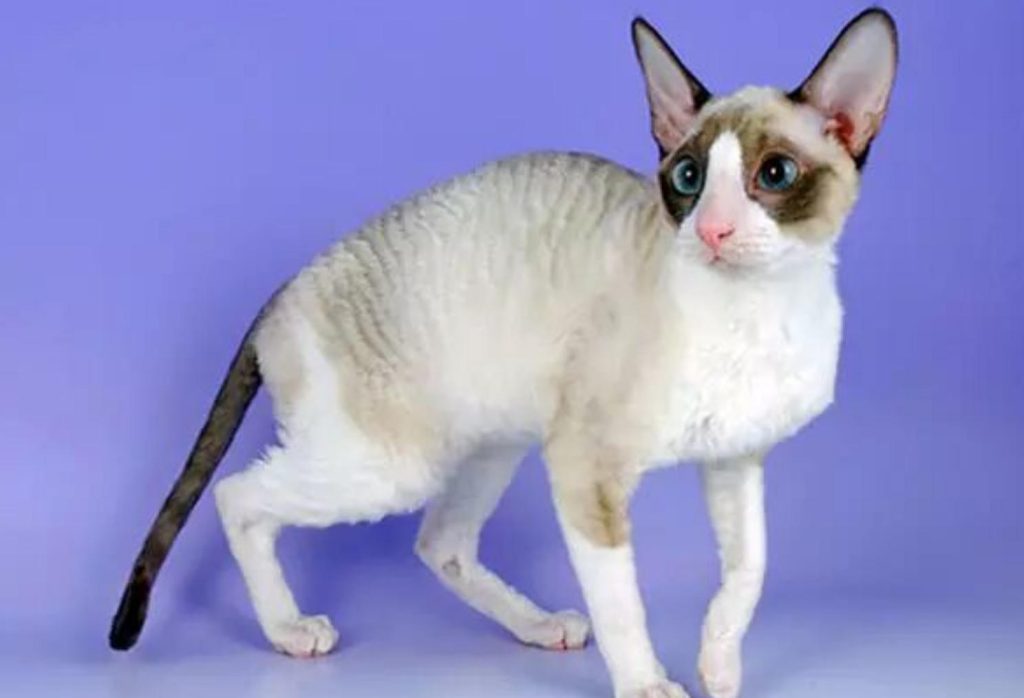 猫咪品种介绍：德国莱克斯猫的身体特征