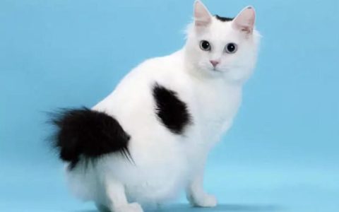 日本短尾猫品种介绍：日本短尾猫身体特征