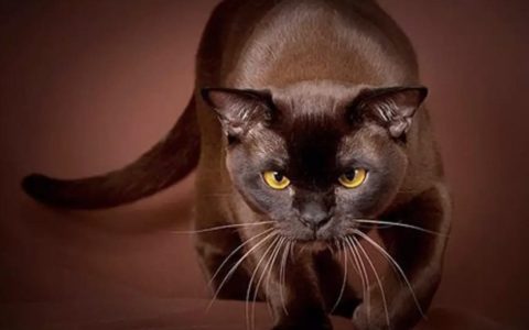 猫咪品种介绍：哈瓦那棕猫身材特征