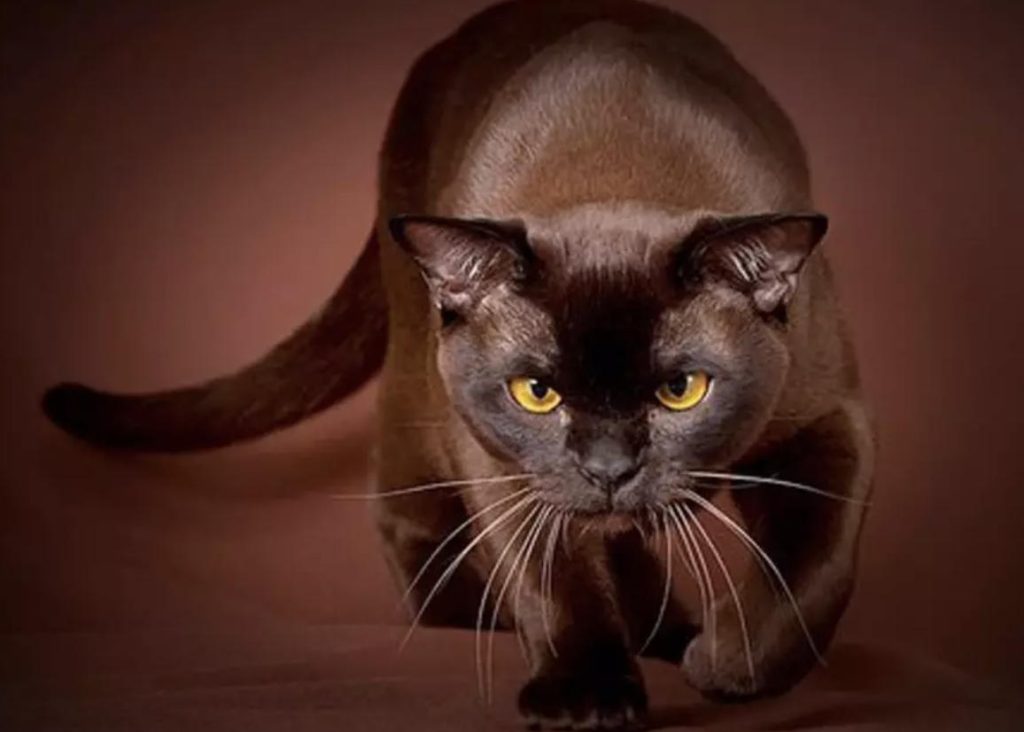 猫咪品种介绍:哈瓦那棕猫身材特征