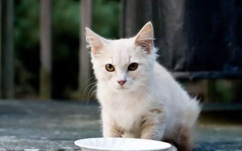 干饲料还是猫罐头？猫咪吃哪种比较好？