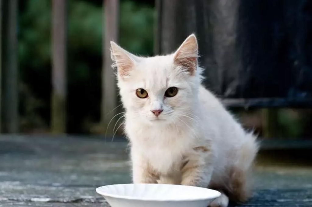 干饲料还是猫罐头？猫咪吃哪种比较好？