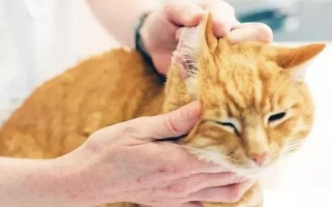 猫咪和狗狗的耳朵发炎的原因及处理