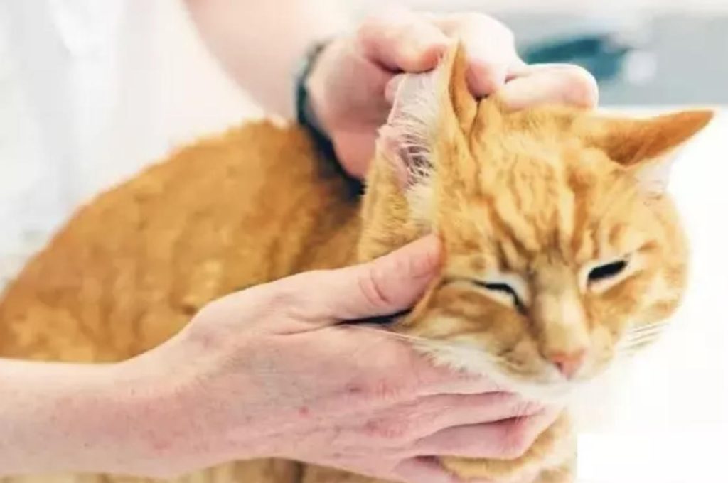 猫咪和狗狗的耳朵发炎的原因及处理