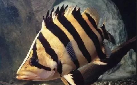 虎鱼应该怎么养？（虎鱼的饲养、疾病和治疗）