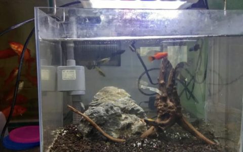 如何消除鱼缸中生物性白浊？（消除鱼缸中生物性白浊方法）