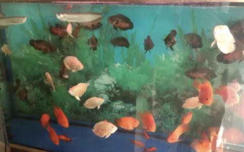 如何控制饲养水的pH值？（三个方法可控制饲养水的pH值）