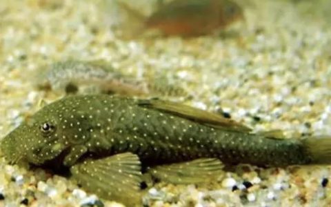 清道夫鱼吃什么？（清道夫鱼好不好养？）