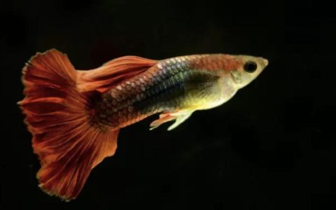 孔雀鱼怎么养？孔雀鱼饲养密度