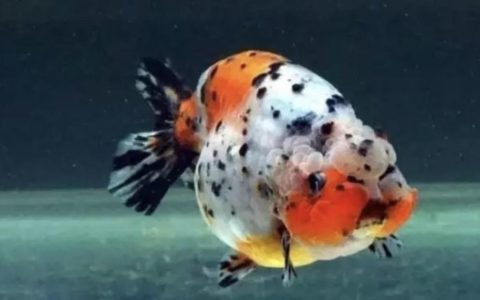 金鱼养不大怎么办？（金鱼能不能养大？）