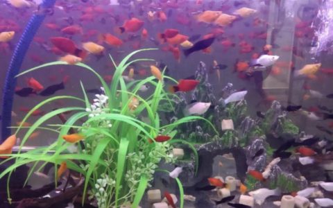 观赏鱼生病的七大病因与治疗方法