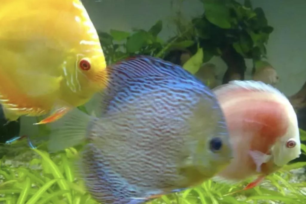 什么是闯缸鱼？闯缸鱼有什么作用？