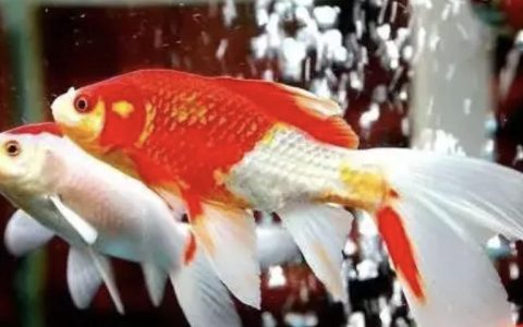 金鱼的消化系统与饵料投喂有什么关系？