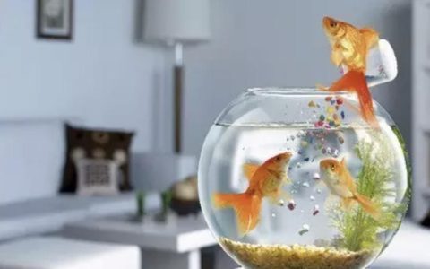 鱼缸水浑浊的原因及处理办法（如何处理鱼缸水浑浊？）