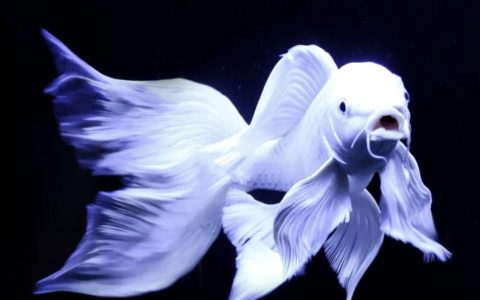 小鱼缸怎么养鱼才不会死？