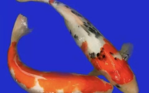 夏季饲养鱼为什么容易缺氧？