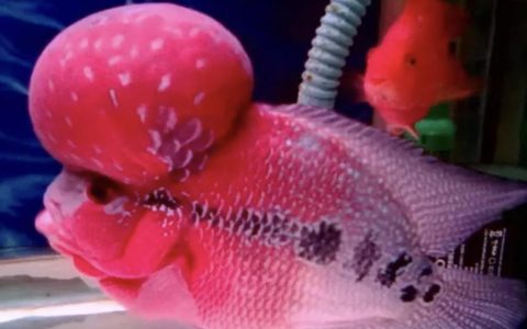 宠物鱼生病该怎么办？（生病宠物鱼的护理五大方法）