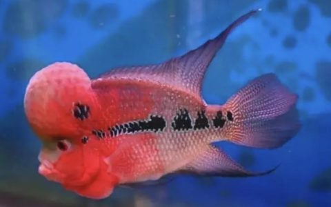 怎么区分罗汉鱼水头与肉头？