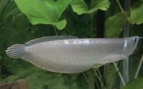 金龙鱼、银龙鱼为什么会胆子很小？