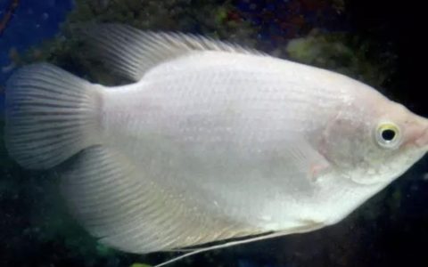 鱼眼的白蒙与白内障该怎么预防和治疗？