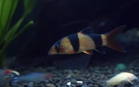 哪些鱼可以和虾一起混养？（可以和虾一起混养的海水鱼）