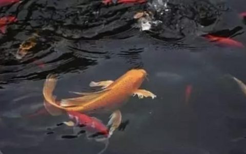 夏天鱼缸水浑浊的原因及处理办法