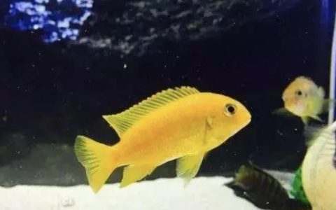 养鱼是酸性水好还是碱性水好？