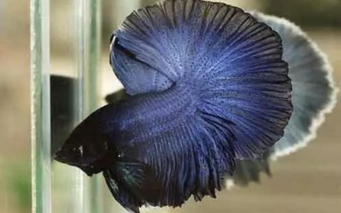 斗鱼通常会得什么病？（斗鱼常见病及解决办法）