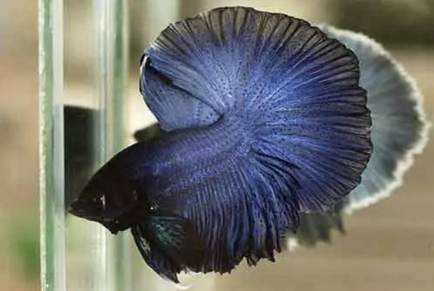 斗鱼通常会得什么病？（斗鱼常见病及解决办法）