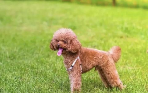 6种不建议“穷人”饲养狗狗品种，一定要听劝