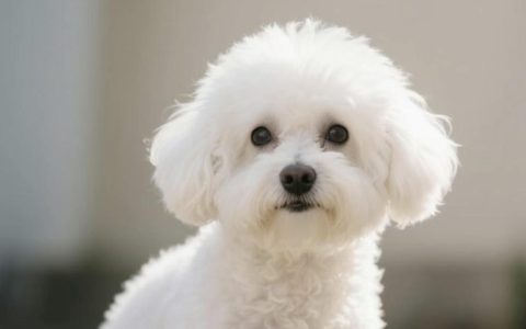 哪些品种的狗狗爱干净好养活？（十大最干净最好养的狗）