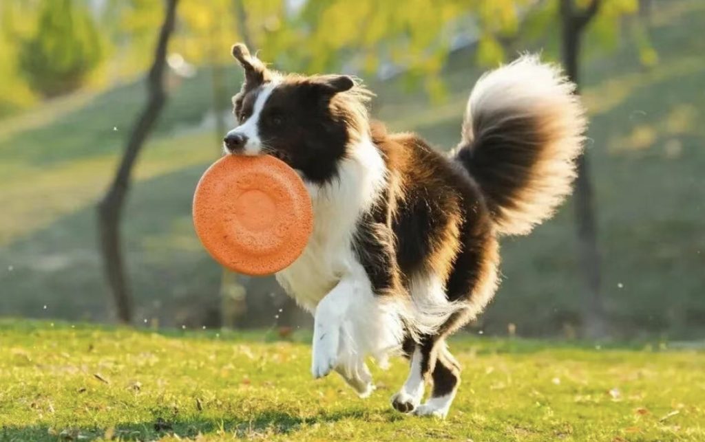 狗狗颜值排行榜12强，哪款才是你的梦中情狗？