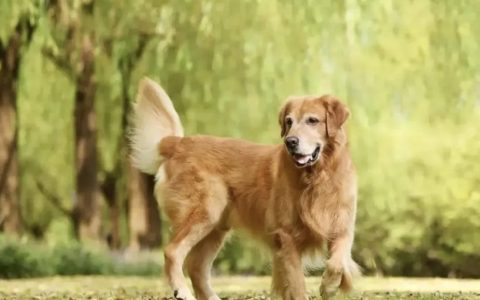 金毛犬一生中的6个必经阶段