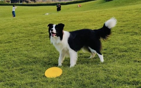 10大热门狗狗品种的优缺点和避坑建议