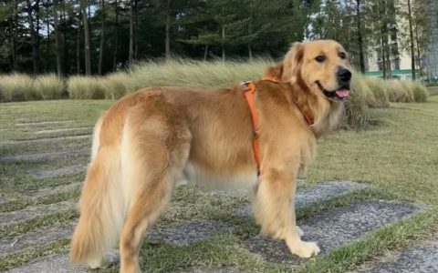 “最臭”和“最香”的几个品种狗狗，你养过哪些？